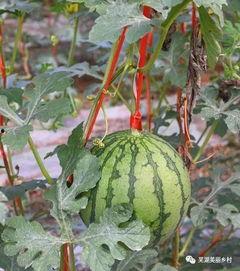 免费吃瓜福利群,畅享娱乐盛宴，轻松解锁快乐生活